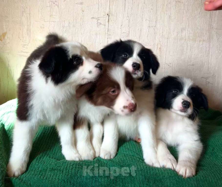 Собаки в других городах Алтайского края: Щенки Бордер Колли (д/ш). РКФ Мальчик, Бесплатно - фото 1