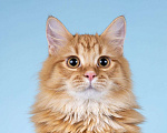 Кошки в Москве: Нежный ласковый рыжий котик Лютик Мальчик, Бесплатно - фото 4