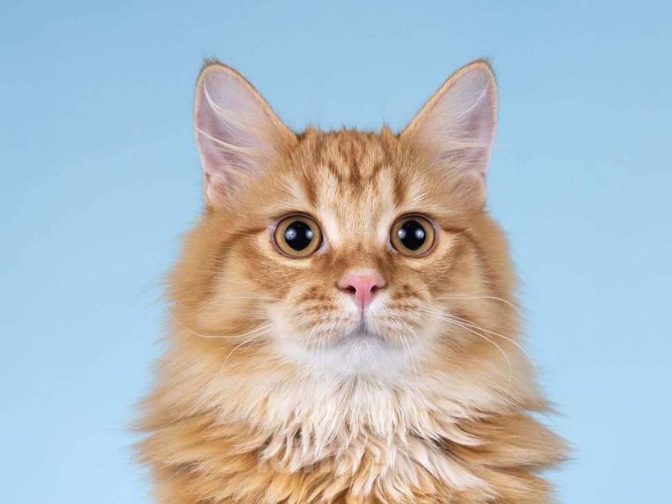 Кошки в Москве: Нежный ласковый рыжий котик Лютик Мальчик, Бесплатно - фото 4