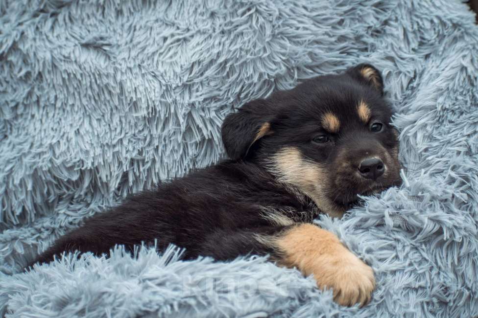 Собаки в Москве: Малышка Пумба в добрые руки  Девочка, Бесплатно - фото 1