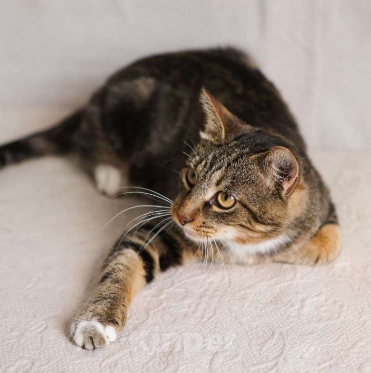 Кошки в Москве: Самый ласковый котик Колизей Мальчик, Бесплатно - фото 2