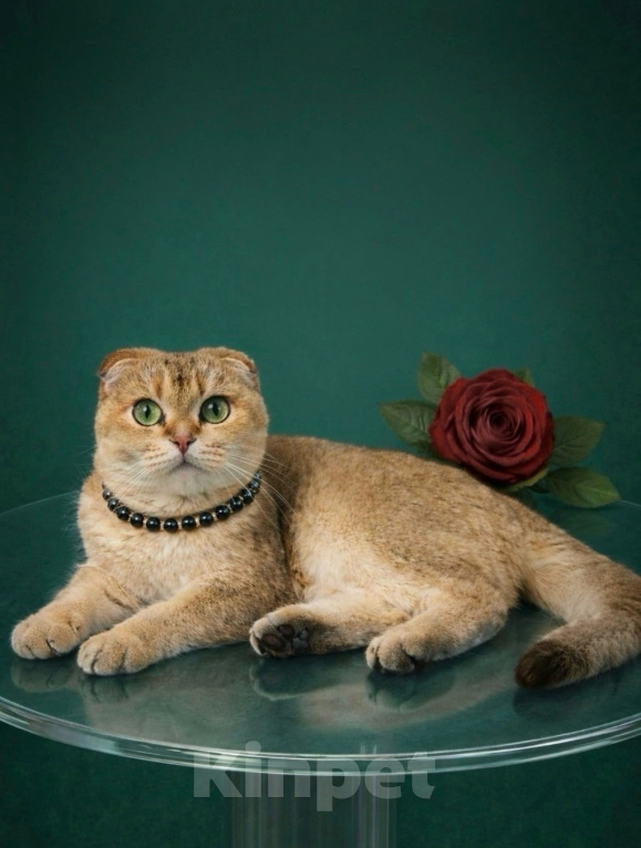 Кошки в Москве: Королевна ищет новый дом Девочка, 20 000 руб. - фото 2