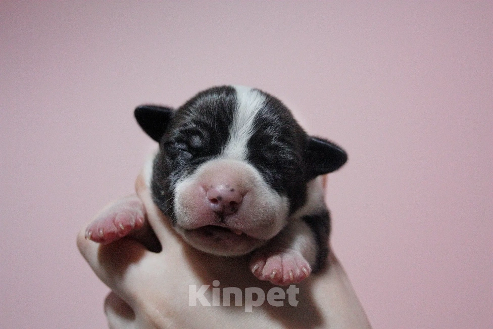 Собаки в Москве: Мальчики амстафф черного с белым окраса Мальчик, 80 000 руб. - фото 3