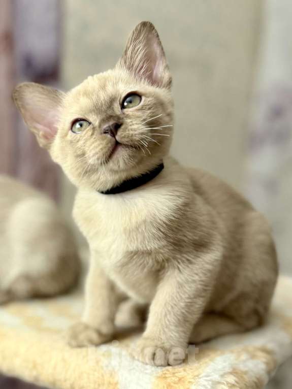 Кошки в Москве: Бурманские котята Мальчик, 70 000 руб. - фото 3