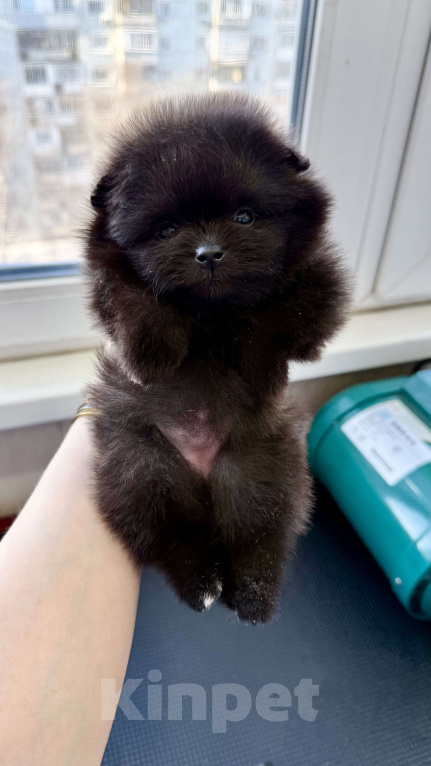 Собаки в Москве: Померанский шпиц черный Девочка, 110 000 руб. - фото 1