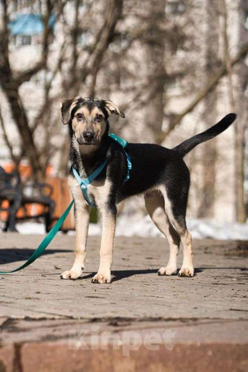 Собаки в Москве: Альмондо Мальчик, Бесплатно - фото 5