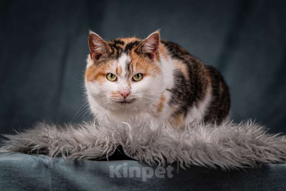 Кошки в Клине: Ириска — просто замечательная кошечка Девочка, Бесплатно - фото 1