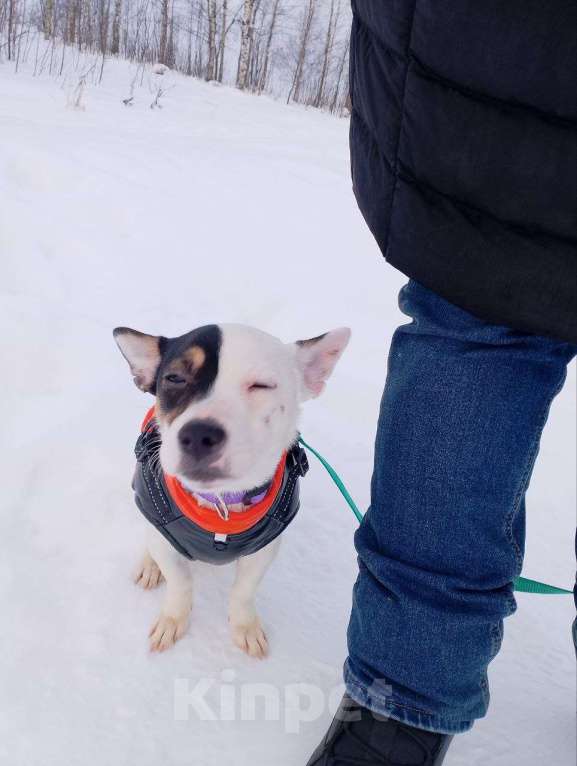 Собаки в Санкт-Петербурге: Маленькая красивая собачка Девочка, Бесплатно - фото 3