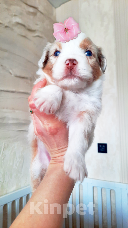 Собаки в Санкт-Петербурге: Миниатюрная американская овчарка, щенок Девочка, Бесплатно - фото 1