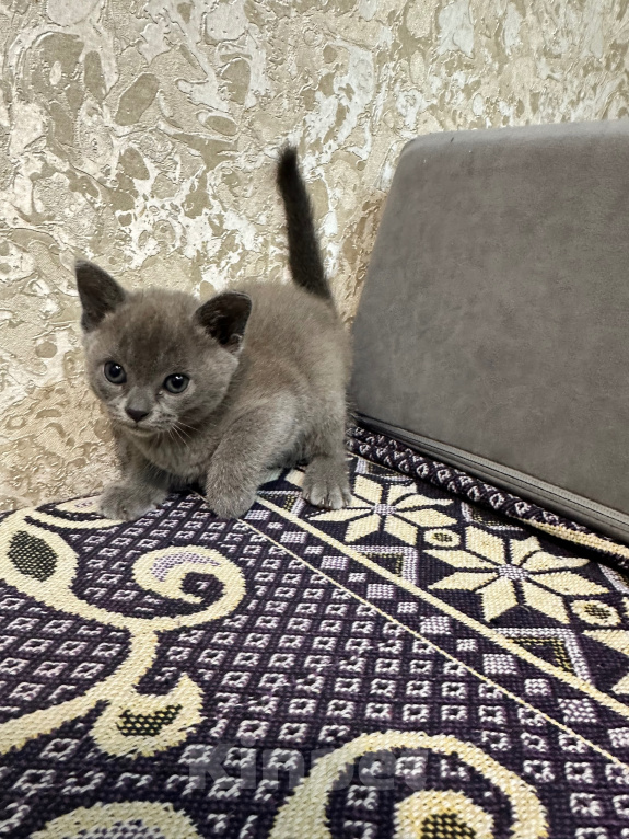 Кошки в Симферополе: Котенок европейской бурмы Девочка, 50 000 руб. - фото 9