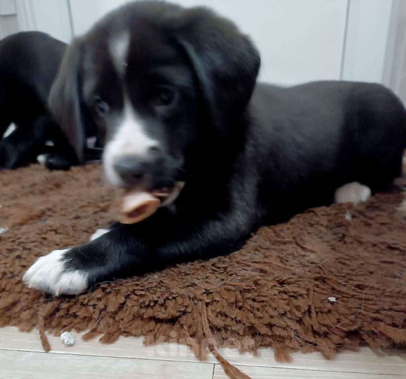 Собаки в других городах Иркутской области: Щенок русского спаниеля Девочка, Бесплатно - фото 2