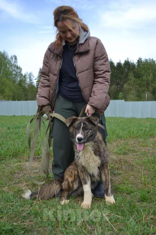 Собаки в других городах Московской области: Очаровательный тигренок Айза ❤️ Девочка, Бесплатно - фото 8