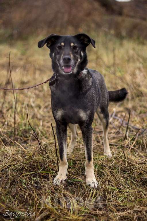 Собаки в Москве: Табити Девочка, Бесплатно - фото 13