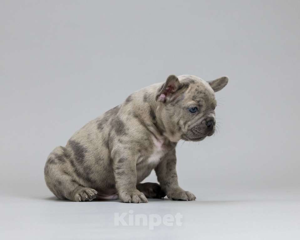 Собаки в Брянске: Дон Мальчик, 100 000 руб. - фото 5