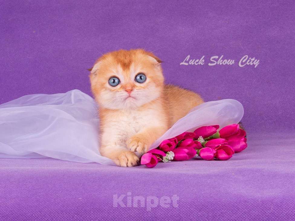 Кошки в Санкт-Петербурге: Золотой скоттиш-фолд Мальчик, Бесплатно - фото 1