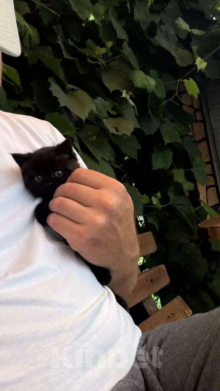 Кошки в Пензе: Британская кошечка Девочка, Бесплатно - фото 3