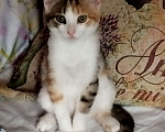 Кошки в Санкт-Петербурге: Котенок девочка Девочка, Бесплатно - фото 1