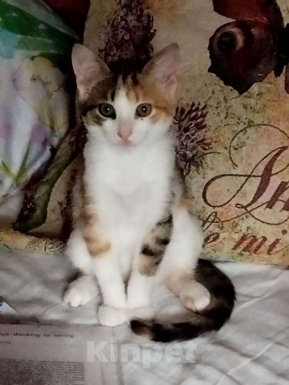 Кошки в Санкт-Петербурге: Котенок девочка Девочка, Бесплатно - фото 1
