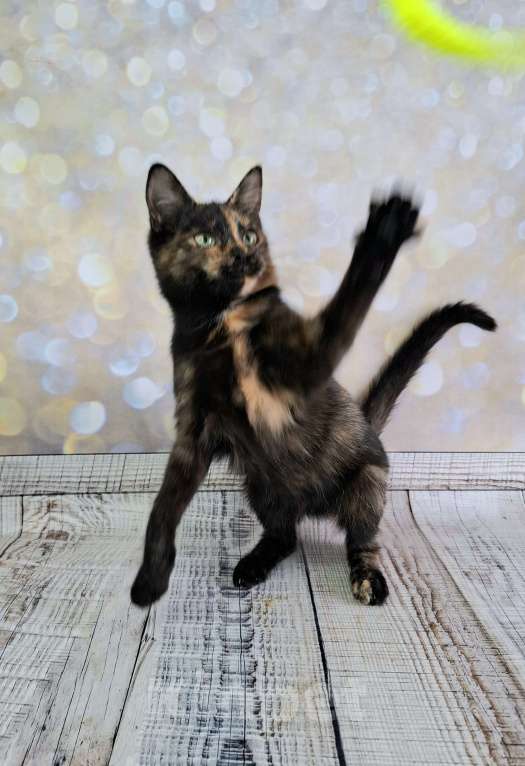 Кошки в Москве: Черепаховый котёнок в добрые руки  Девочка, Бесплатно - фото 10