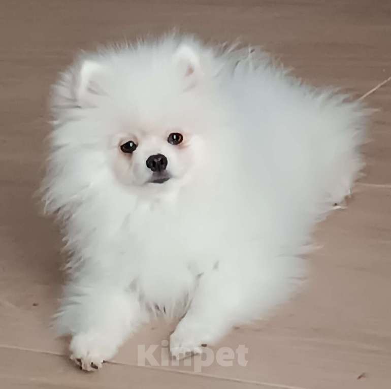 Собаки в Москве: Белый мальчик Мальчик, 25 000 руб. - фото 1