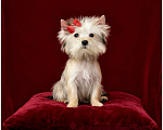 Собаки в Москве: Мини йорк девочка золотая подрощенная Девочка, 70 000 руб. - фото 5