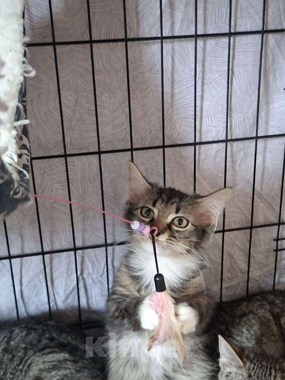 Кошки в Москве: Лаванда Девочка, Бесплатно - фото 3