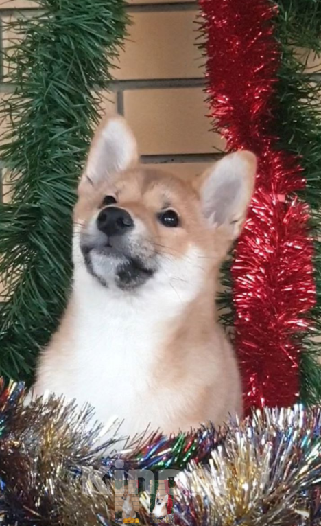 Собаки в других городах Московской области: Щенок сиба девочка Девочка, Бесплатно - фото 1