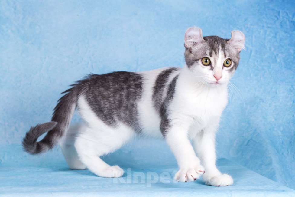 Кошки в Москве: Американский кёрл Мальчик, Бесплатно - фото 6