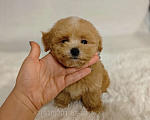 Собаки в Москве: Мальтипу Тедди девочка Мальчик, 125 000 руб. - фото 4