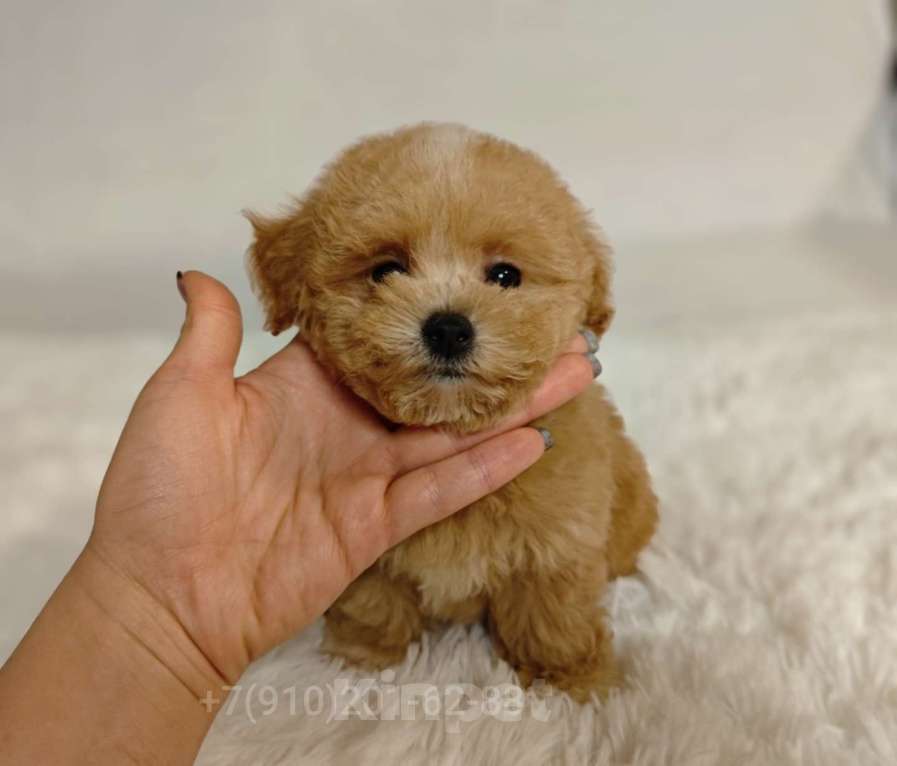 Собаки в Москве: Мальтипу Тедди девочка Мальчик, 125 000 руб. - фото 4