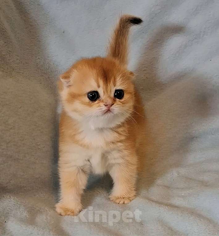 Кошки в Москве: Шотландская вислоухая кошечка ny12 Девочка, 50 000 руб. - фото 2