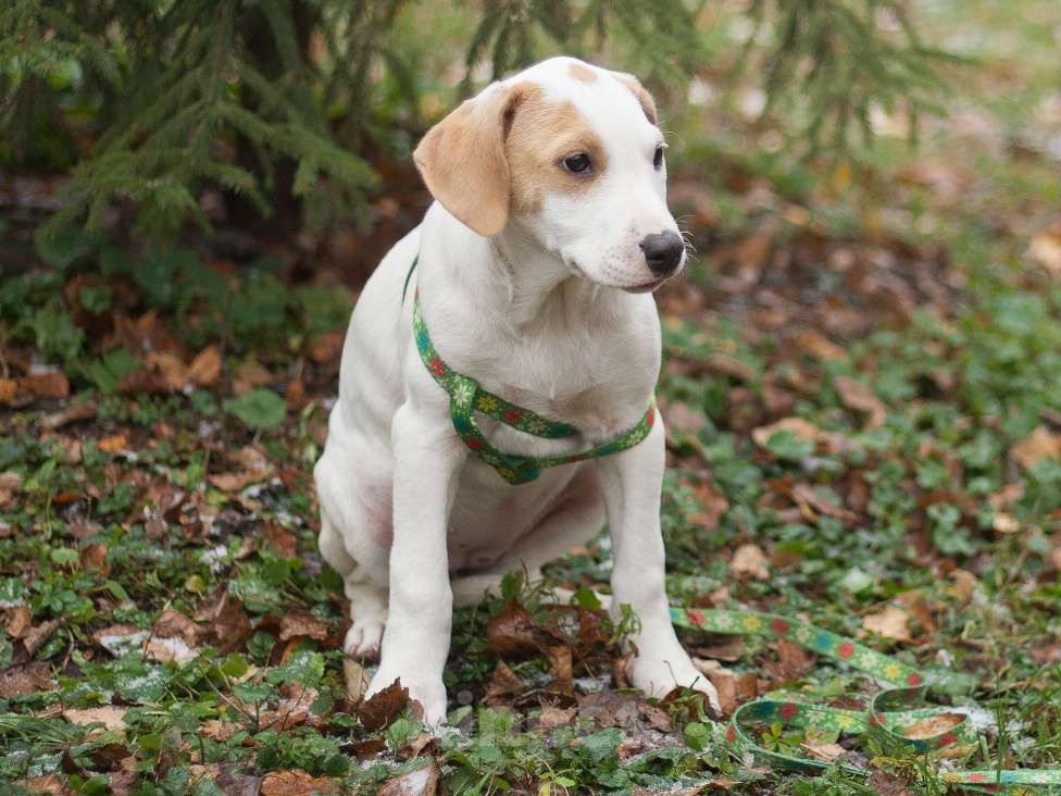 Собаки в Москве: Щенок метис пойнтера в дар Девочка, Бесплатно - фото 5