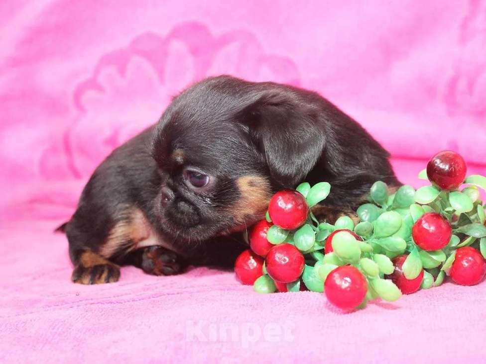 Собаки в Санкт-Петербурге: Шалунья Девочка, 80 000 руб. - фото 5