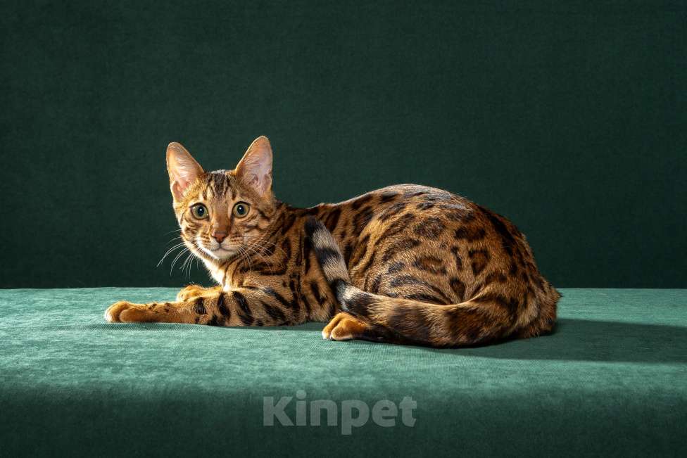 Кошки в Екатеринбурге: Wild Siblings' Erato - бенгальская кошечка Show - класса Девочка, Бесплатно - фото 1