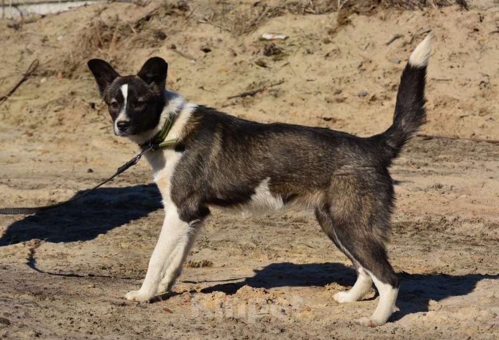 Собаки в Воронеже: Маленькая собачка в хорошие руки  Девочка, Бесплатно - фото 4