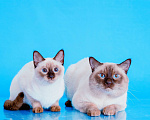 Кошки в Иркутске: Тайские клубные котята Мальчик, Бесплатно - фото 5