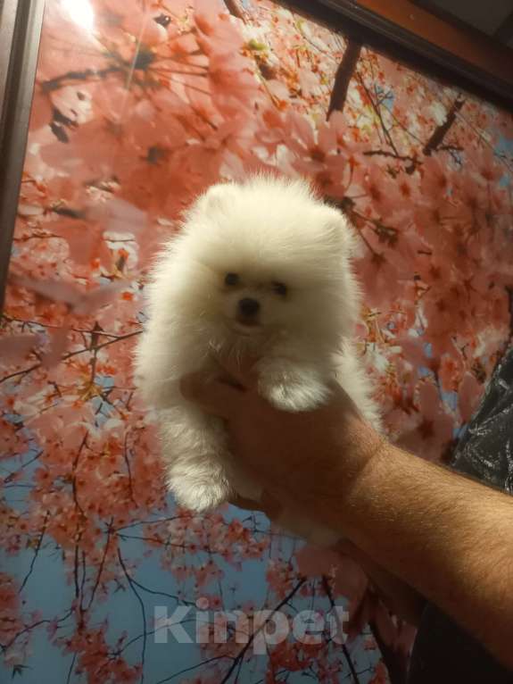 Собаки в Екатеринбурге: шпицемишка мини Мальчик, Бесплатно - фото 5