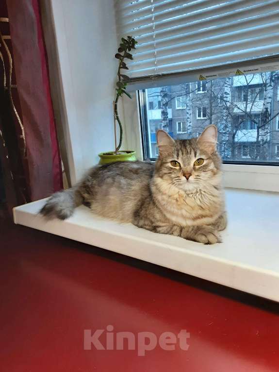 Кошки в Орле: Отдам кошечку в добрые руки Девочка, Бесплатно - фото 5