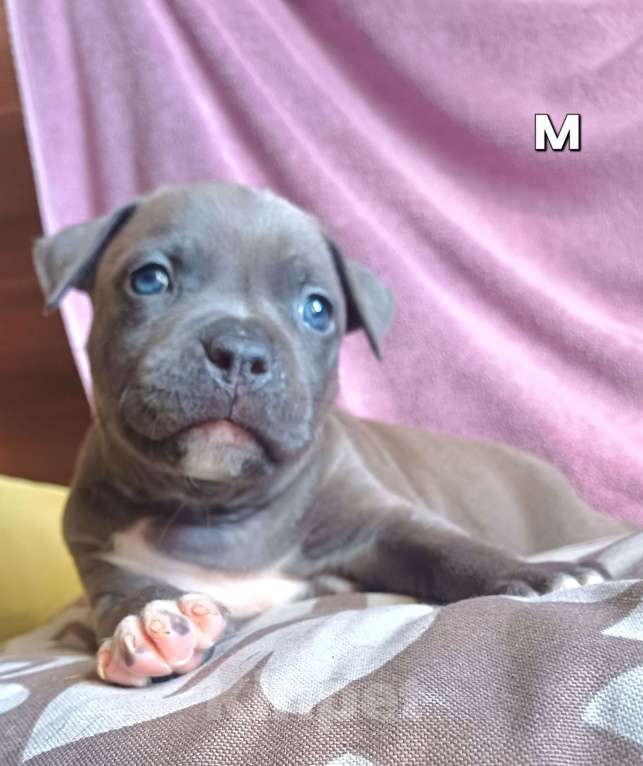 Собаки в Самаре: Очаровательнве щенки амстаффа Мальчик, 80 000 руб. - фото 8