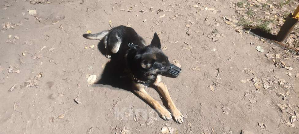 Собаки в Москве: Девочка Хлоя 5 лет Девочка, Бесплатно - фото 3