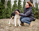 Собаки в Москве: Он так тоскует в приюте Мальчик, Бесплатно - фото 4