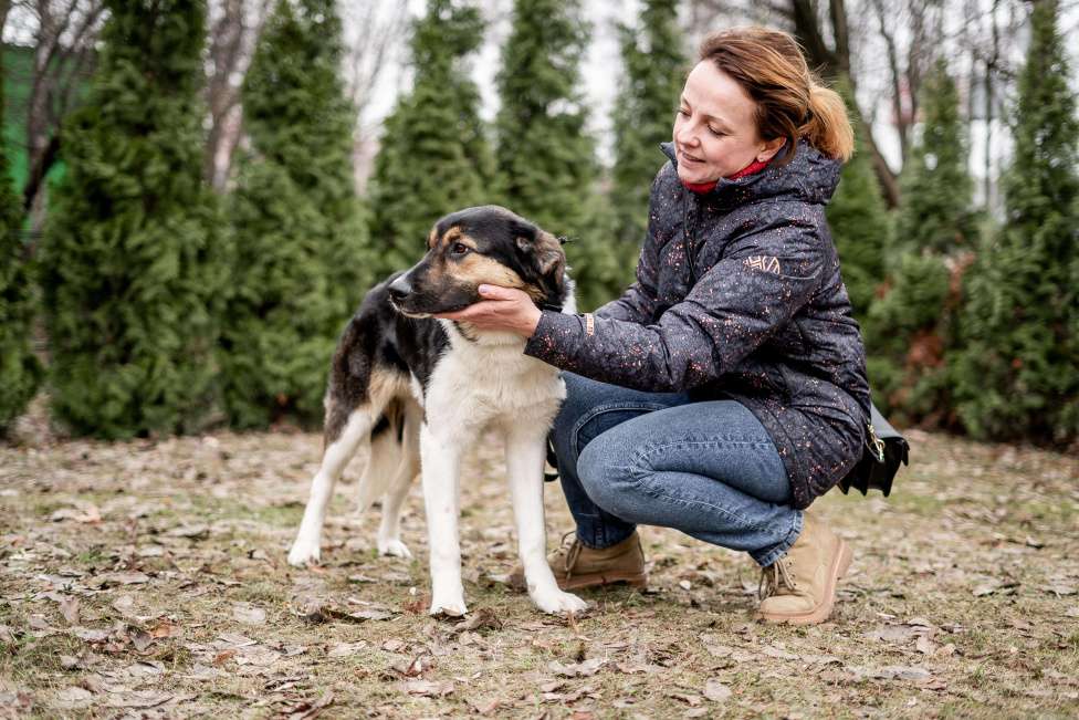 Собаки в Москве: Он так тоскует в приюте Мальчик, Бесплатно - фото 4