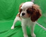 Собаки в Москве: Щенки кавалер Кинг Чарльз спаниель  Девочка, 60 000 руб. - фото 2