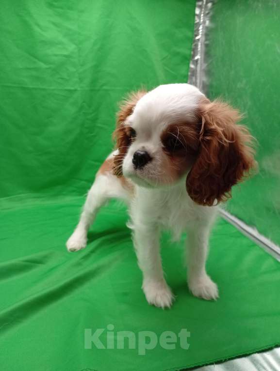 Собаки в Москве: Щенки кавалер Кинг Чарльз спаниель  Девочка, 60 000 руб. - фото 2