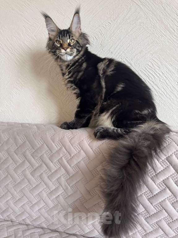 Кошки в Калининграде: Котик мейн кун Мальчик, Бесплатно - фото 3