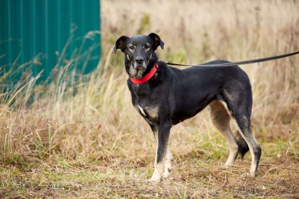Собаки в Москве: Рута Девочка, Бесплатно - фото 9