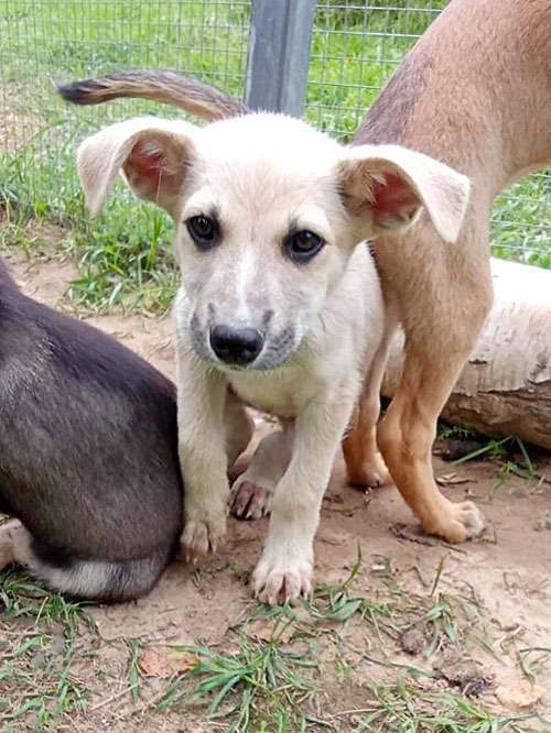 Собаки в Москве: Маленькое облачко Бэлла, ласковый щеночек в добрые руки Девочка, 10 руб. - фото 2