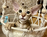 Кошки в Перми: Ориентальный котенок Девочка, Бесплатно - фото 4