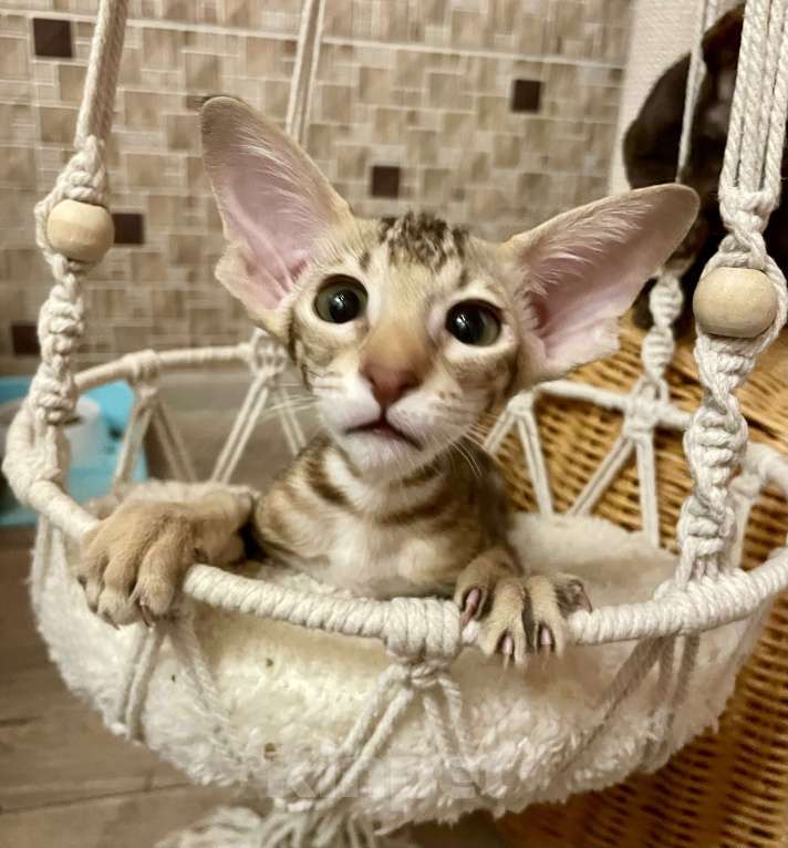 Кошки в Перми: Ориентальный котенок Девочка, Бесплатно - фото 4