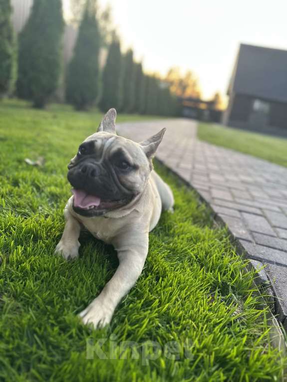 Собаки в Высоковске: Потерялся Сёма Мальчик, Бесплатно - фото 3